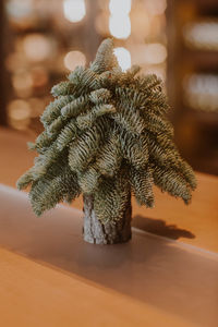 Close-up of plant on table at home