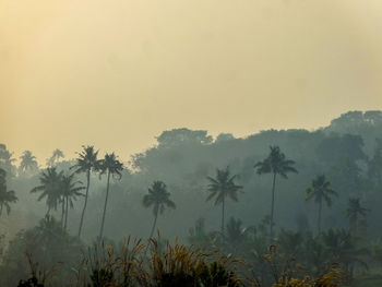 Scenic view of trees against sky