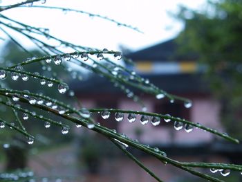 Close-up of water drops on leaf