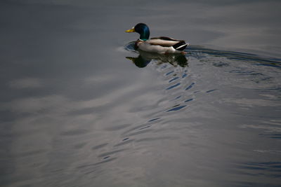 Duck swimming in lake