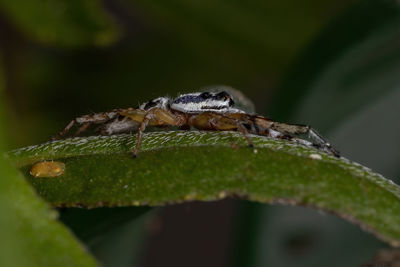 Close-up of insect on leaf