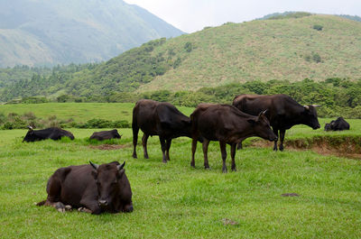 Cows on field