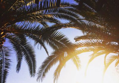 Low angle view of palm trees against sky