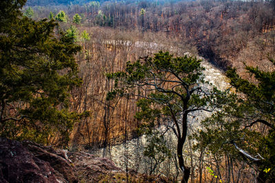 High angle view of pine trees in forest