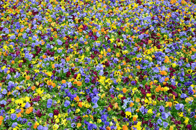 Full frame shot of multi colored flowering plants on field