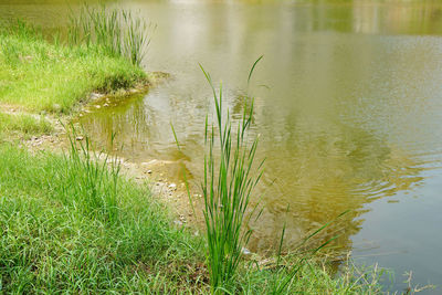 Grass growing in lake