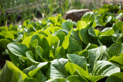 Close-up of fresh green leaves