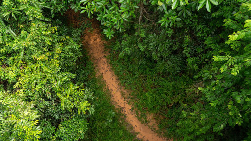 Footpath amidst trees in forest