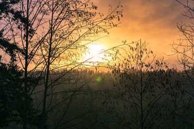 Low angle view of silhouette trees against sky at sunset