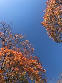 Low angle view of flower tree against blue sky