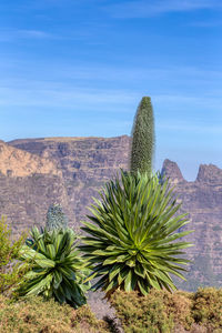 Cactus growing in desert against blue sky