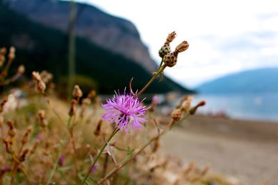 Close-up of thistle blooming outdoors