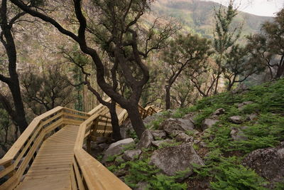 Footpath amidst trees in forest