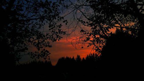 Silhouette of trees at sunset