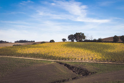 Scenic view of field against sky