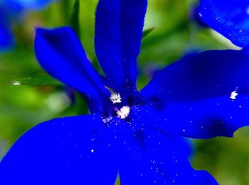 Close-up of plant against blue sky