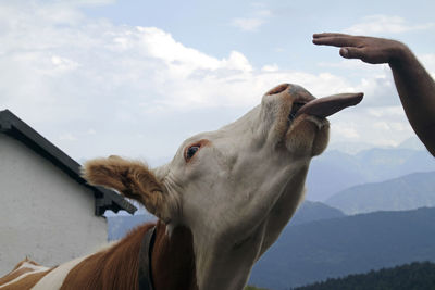 Cow licking human hand