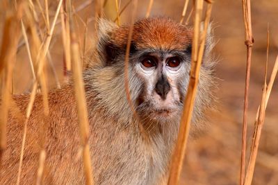 Close-up of monkey in grass