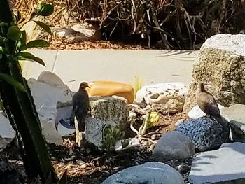 View of an animal on rock