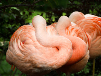 Close-up of a bird