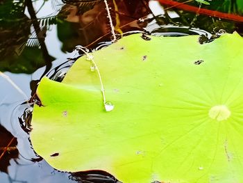 Close-up of wet plant leaves in lake