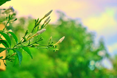 Close-up of grasshopper on plant