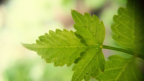 Close-up of maple leaf