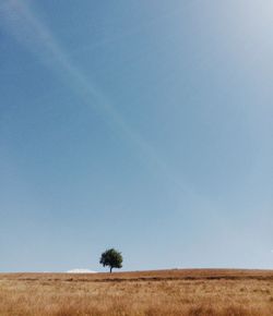 Trees on field against clear sky