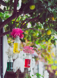 Close-up of flower against blurred background