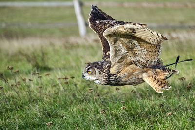 Close-up of a bird flying over field