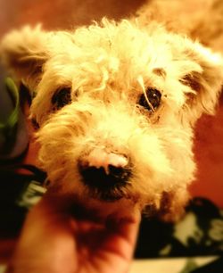Close-up of dog