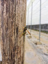 Close-up of wasp on tree trunk