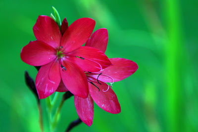 Close-up of pink flowers in park