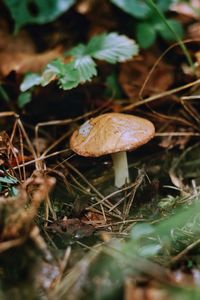 Close-up of mushroom growing on field