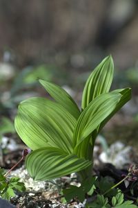 Close-up of fresh green plant