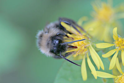 Close-up of bee pollinating on flower