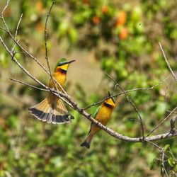 Close-up of bird perching on branch