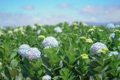 Close-up of plants growing on field