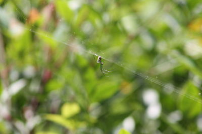 Close-up of spider on web