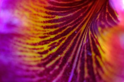 Close-up of leaf
