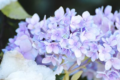 Close-up of purple hydrangea flowers