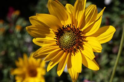 Close-up of yellow flower