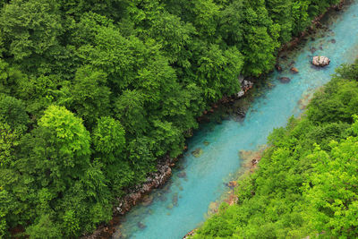 High angle view of river amidst trees