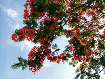 Low angle view of trees against sky during autumn