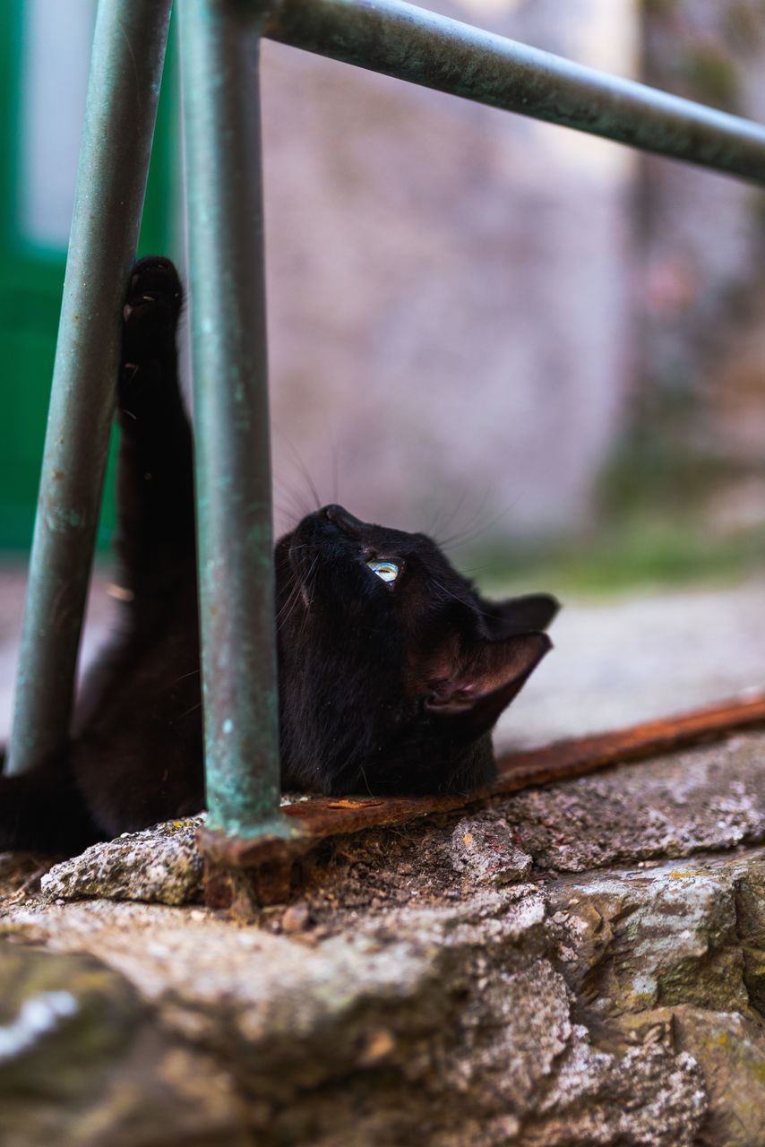 CLOSE-UP OF BLACK CAT LOOKING THROUGH METAL