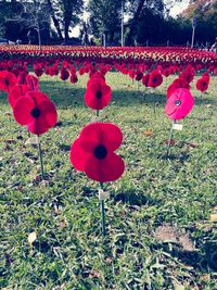 Red flowers against sky