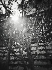 Sun shining through trees