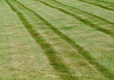 Full frame shot of grassy field