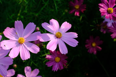 Close-up of pink flowers