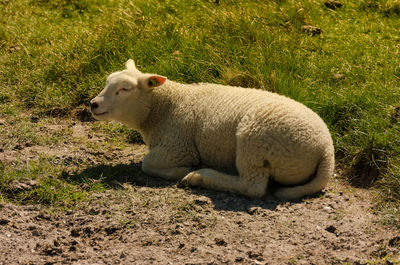 Sheep relaxing on field